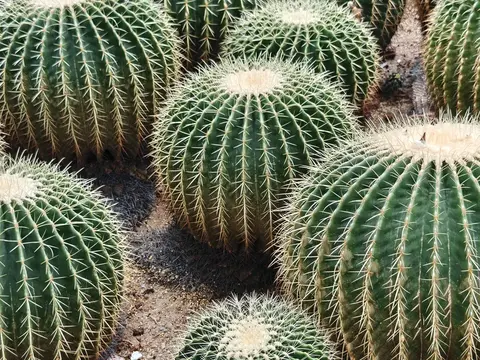 ball-cactus
