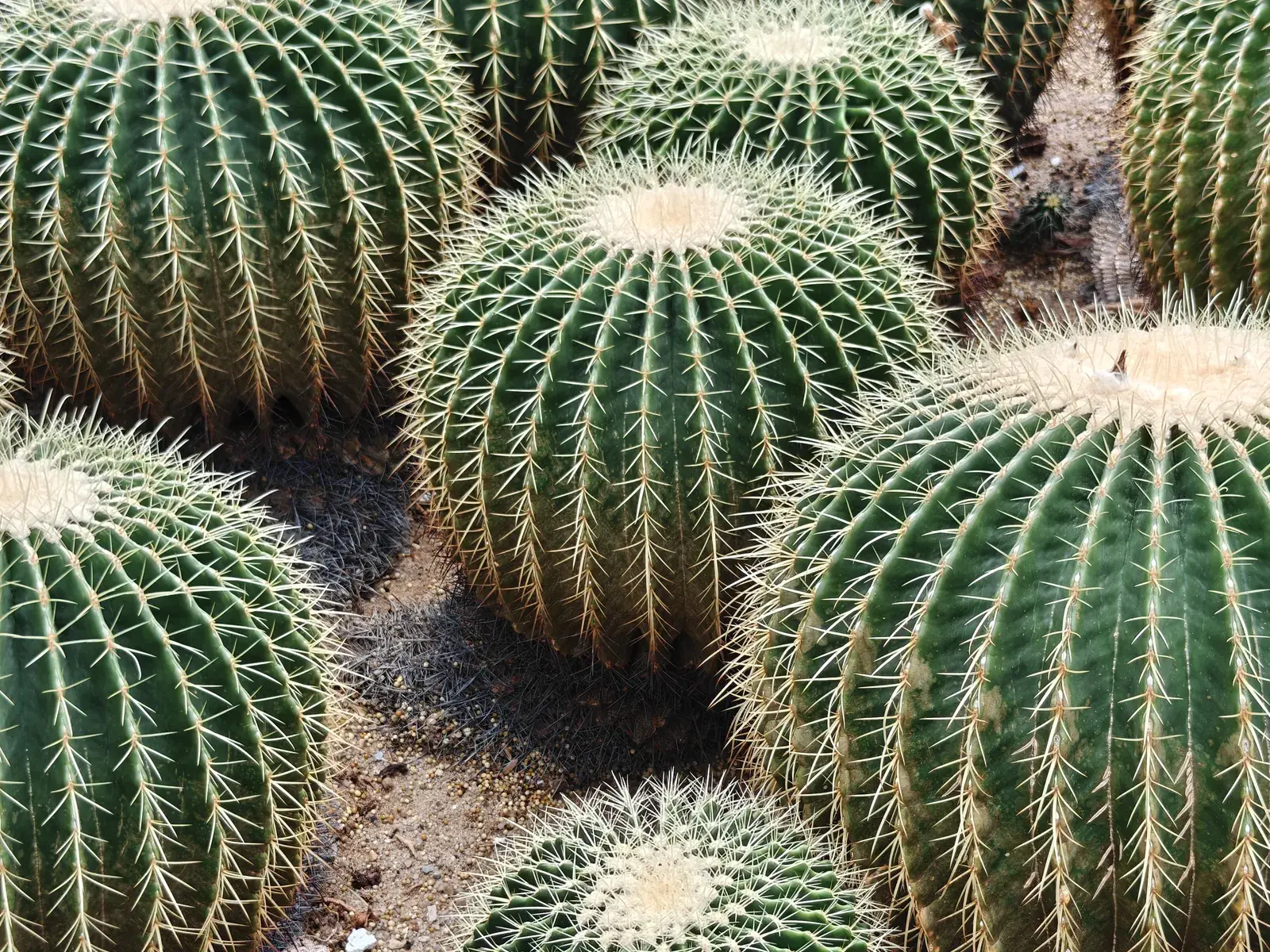 ball-cactus