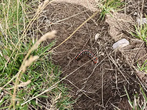 caterpillar