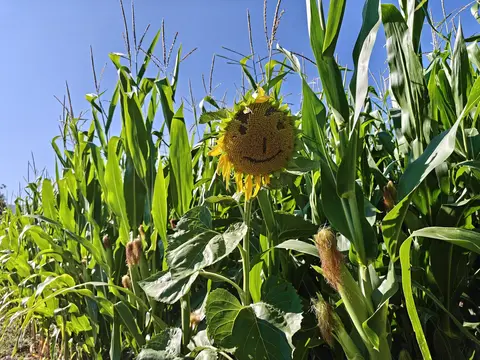 smiley sunflower