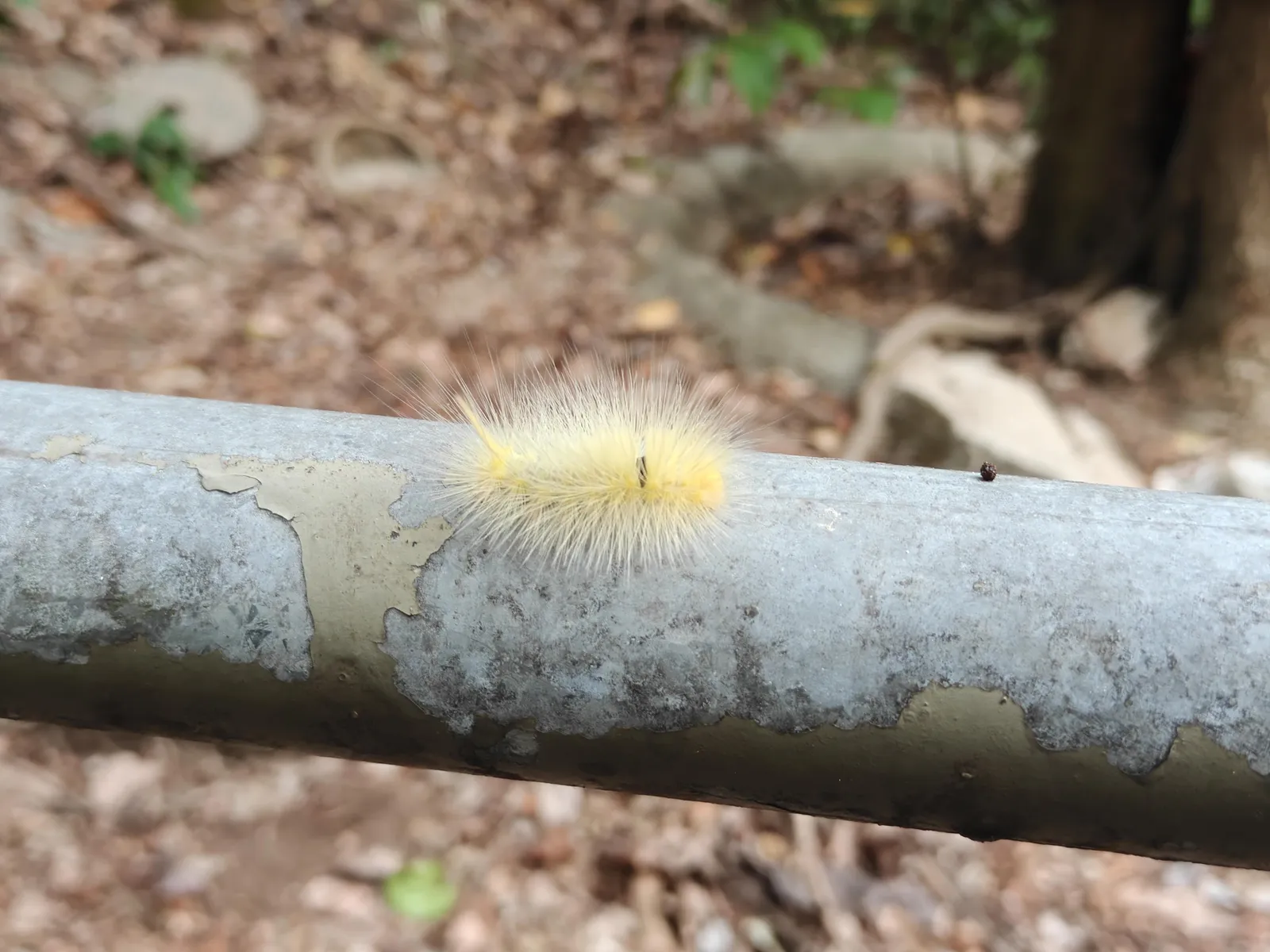 yellow caterpillar